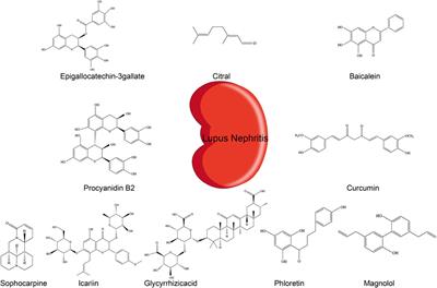 Role of NLRP3 Inflammasome in Lupus Nephritis and Therapeutic Targeting by Phytochemicals